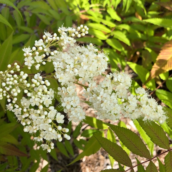 Meet your Posher, Mary ann - Picture 1 of 1